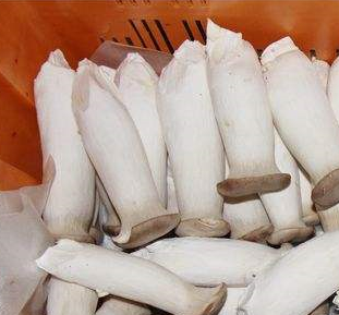 樱桃视频在线播放廠家