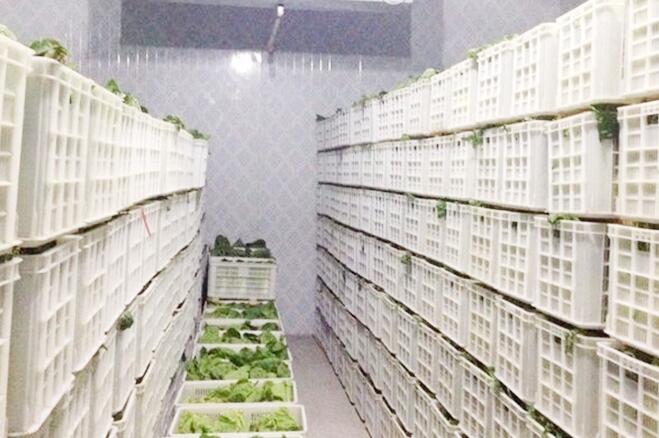 蔬菜保鮮冷庫存儲技術及保鮮期限，由樱桃视频在线播放廠家來解釋